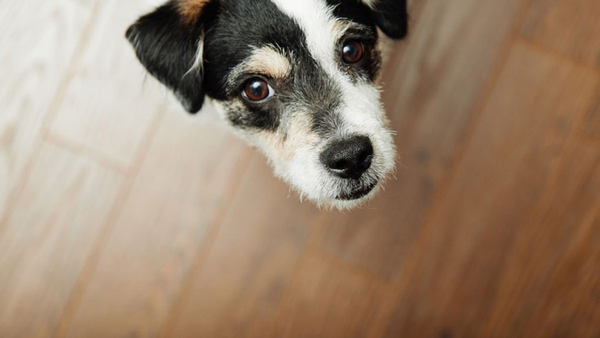 Nail Grips for Dogs - Instant Traction on Wood/Hardwood Floors